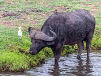 Rezerwat w Chobe (Botswana)